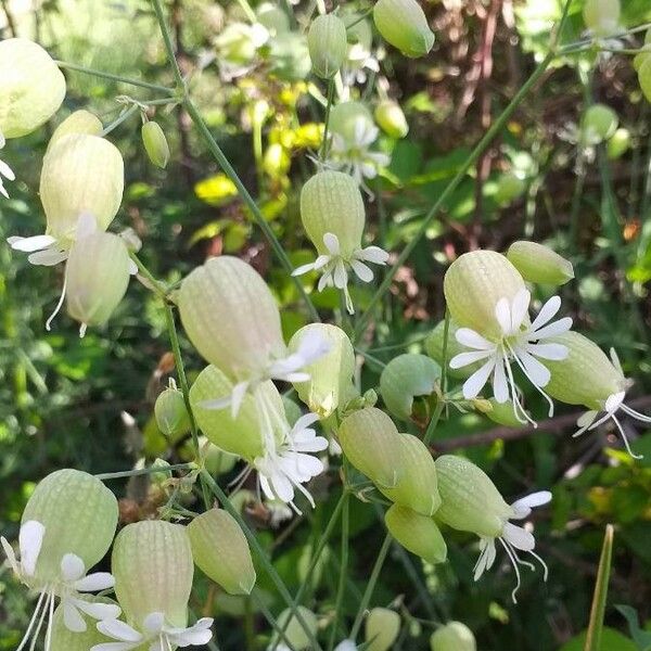 Silene vulgaris Flower