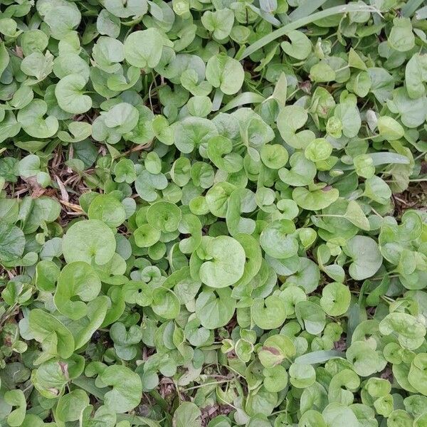 Dichondra micrantha 葉