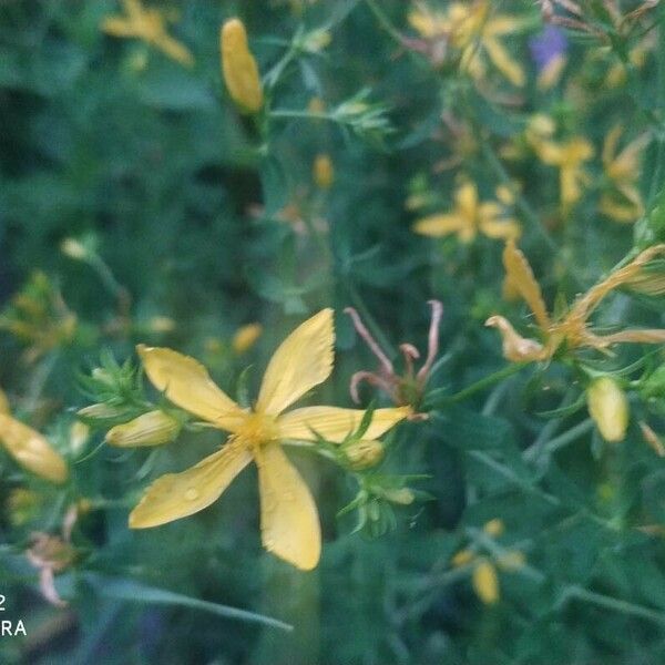 Hypericum perforatum फूल