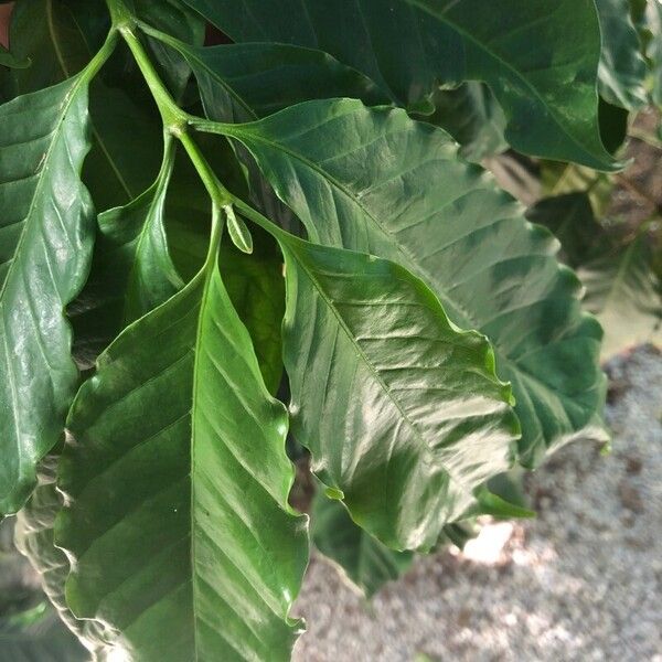 Coffea arabica Leht