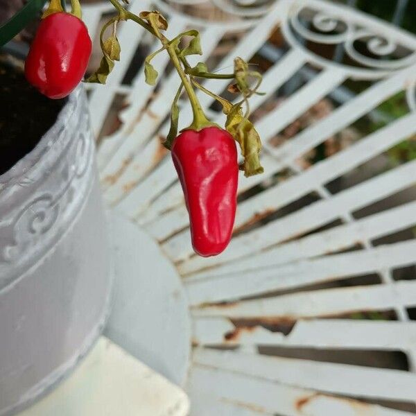 Capsicum baccatum Fruit