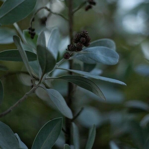 Conocarpus erectus Fruto