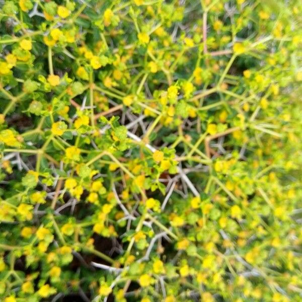 Euphorbia acanthothamnos Flower