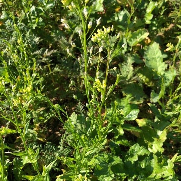 Camelina sativa Blad