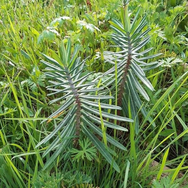 Euphorbia lathyris Φύλλο