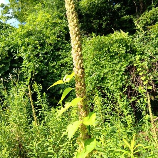 Verbascum densiflorum Flower