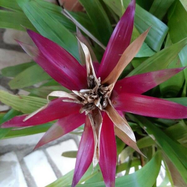 Guzmania lingulata Fiore