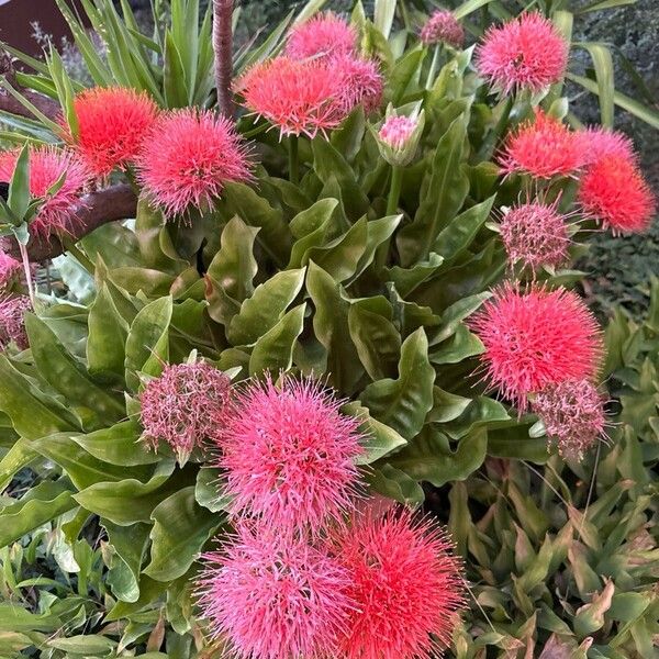 Scadoxus multiflorus ᱵᱟᱦᱟ