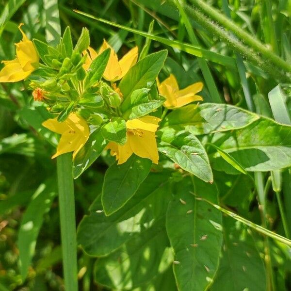 Lysimachia punctata ফুল