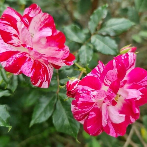 Rosa gallica 花