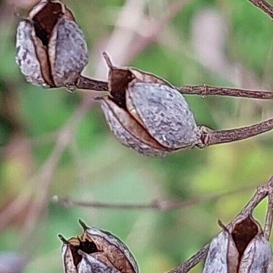 Hypericum hircinum Frukto