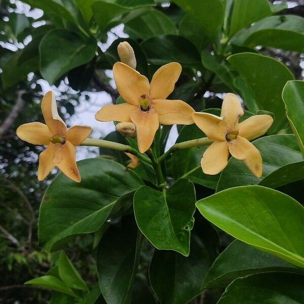 Cosmibuena grandiflora Flower