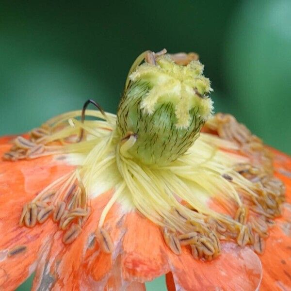 Papaver atlanticum Alia