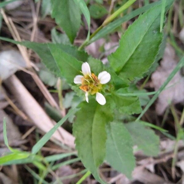 Bidens alba Flower