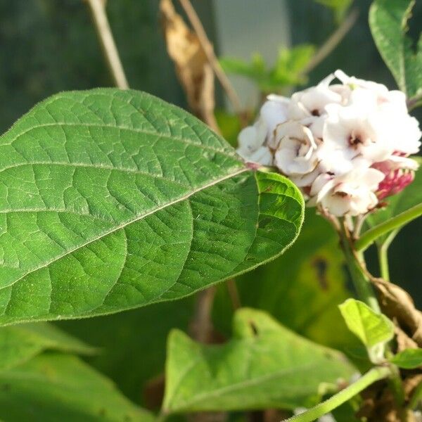 Clerodendrum chinense Leaf