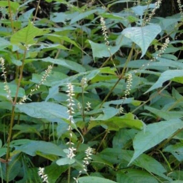 Achyranthes bidentata Blomst