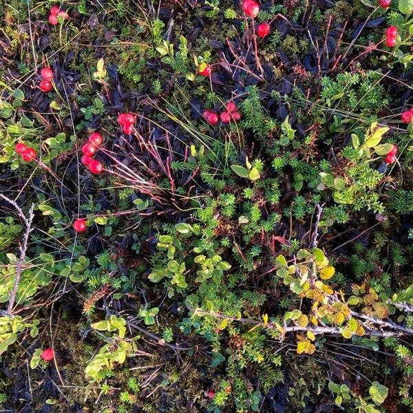 Vaccinium oxycoccos Blüte