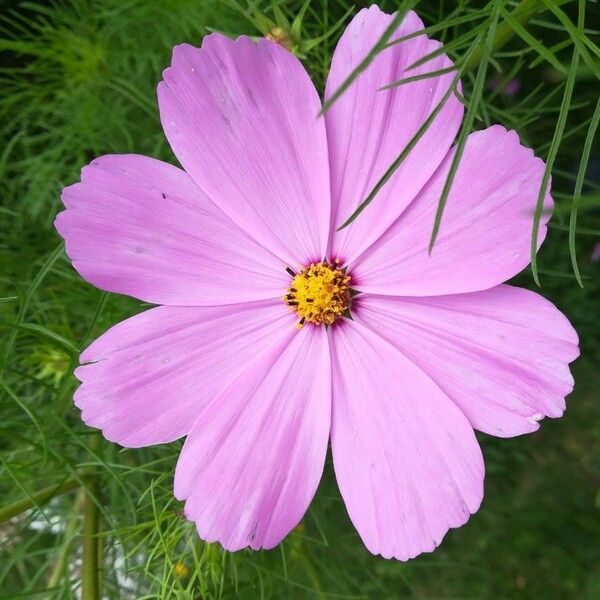 Cosmos bipinnatus Flower