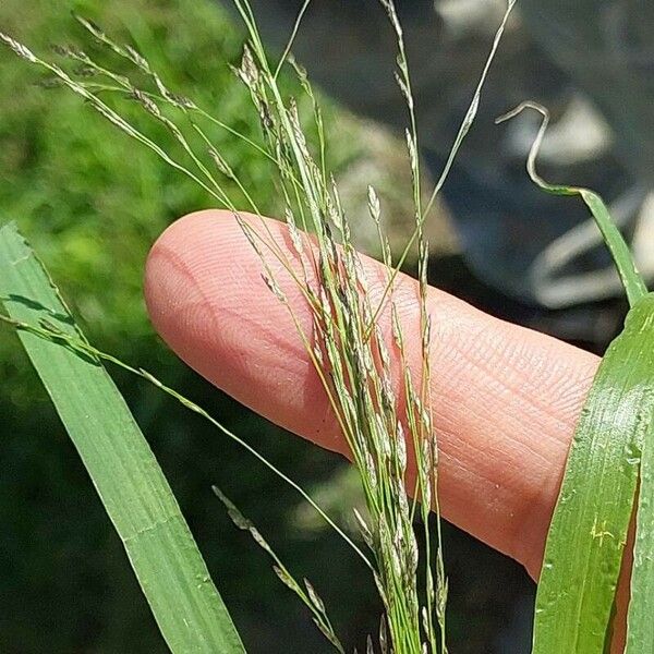 Eragrostis pilosa Frukto