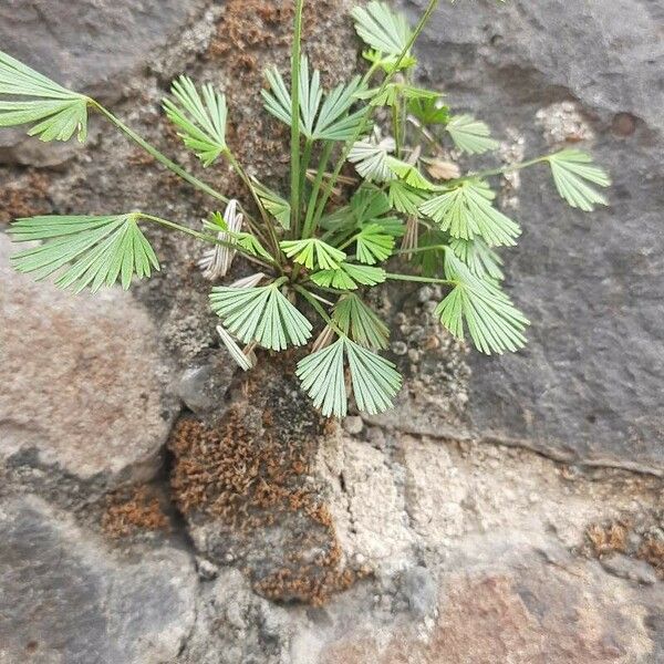 Actiniopteris radiata Feuille