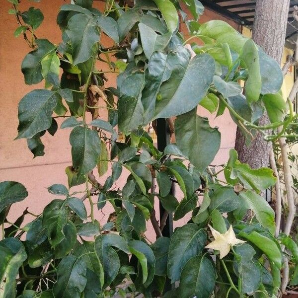 Solanum wendlandii Blatt