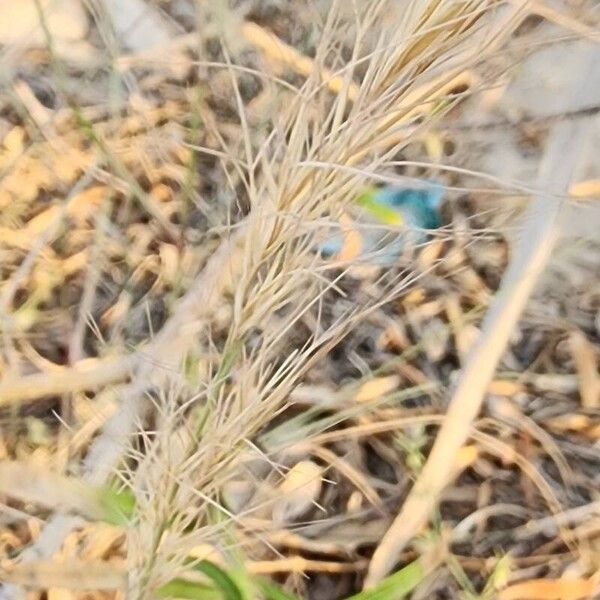 Aristida adscensionis 果