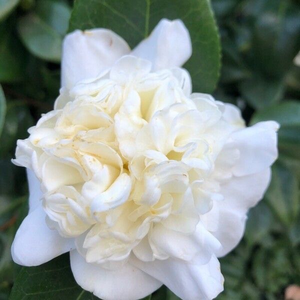 Rosa banksiae Flower