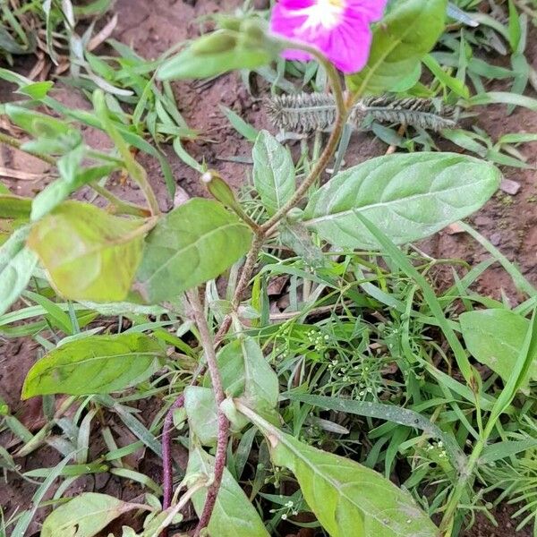 Oenothera rosea ശീലം