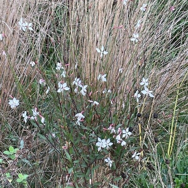 Oenothera filiformis Květ