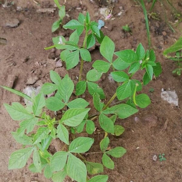 Cleome rutidosperma ഇല