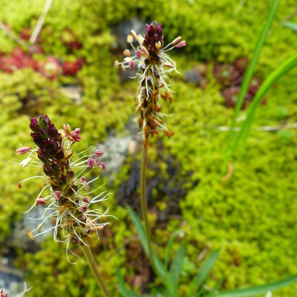 Plantago alpina Blodyn