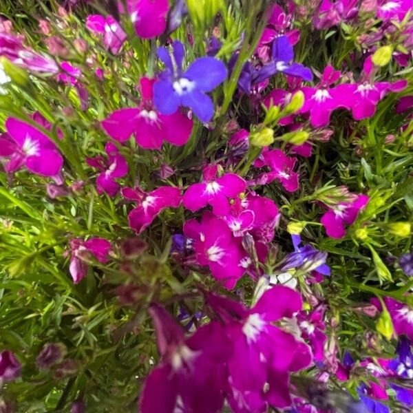 Lobelia erinus Blüte