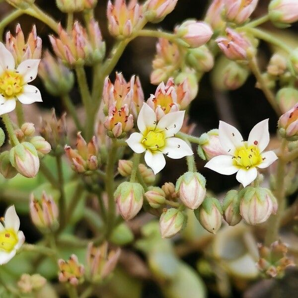 Sedum dasyphyllum Žiedas