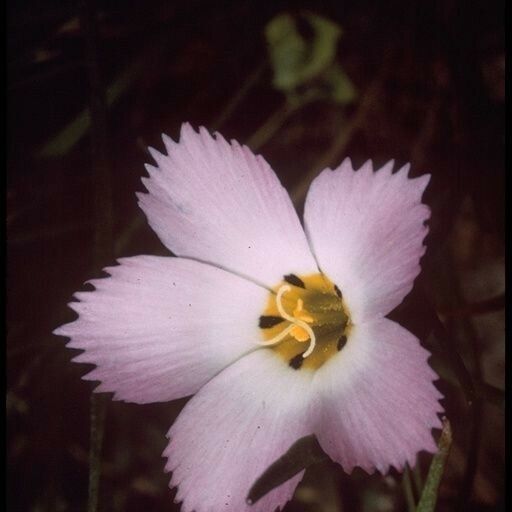 Linanthus dianthiflorus Flor