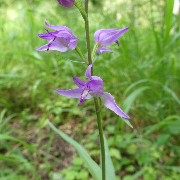 Cephalanthera rubra 花