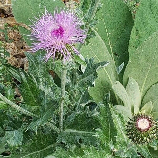 Cirsium undulatum Cvet