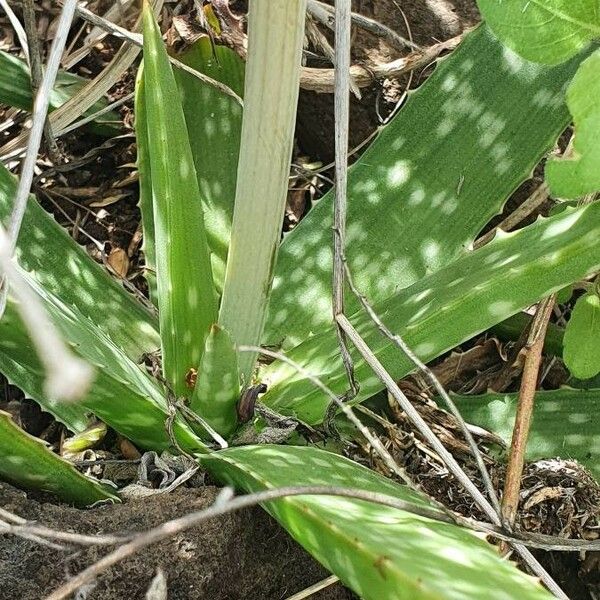 Aloe amudatensis Hoja