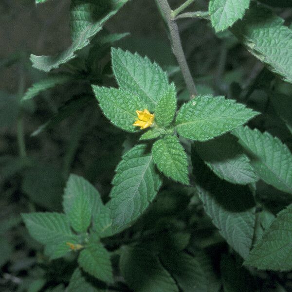 Turnera odorata 花