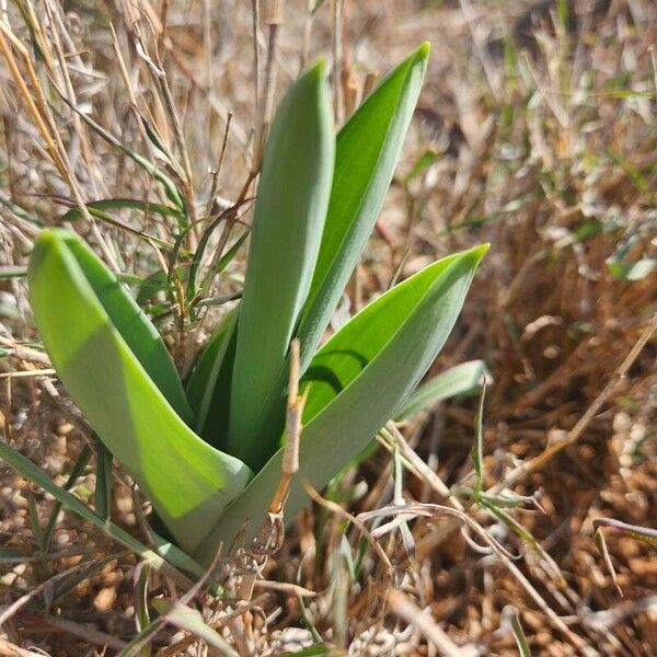 Drimia altissima Blad