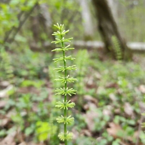 Equisetum pratense Leaf