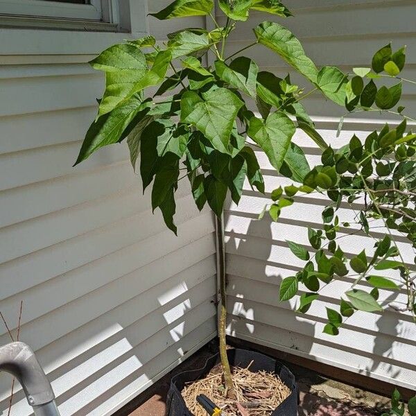 Catalpa speciosa برگ