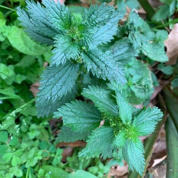 Urtica urens Leaf