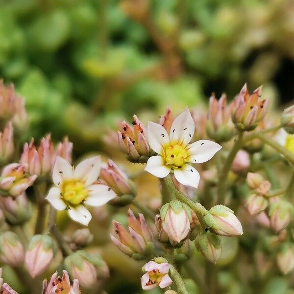 Sedum dasyphyllum Žiedas