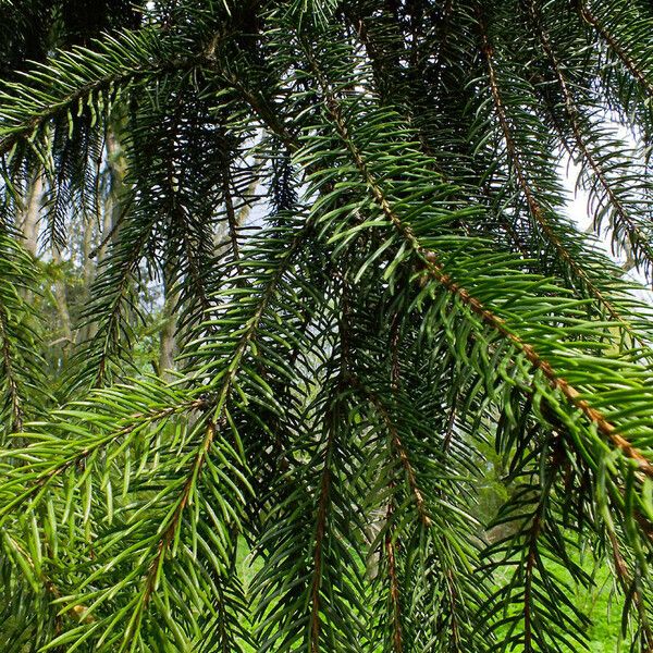 Picea abies Ліст