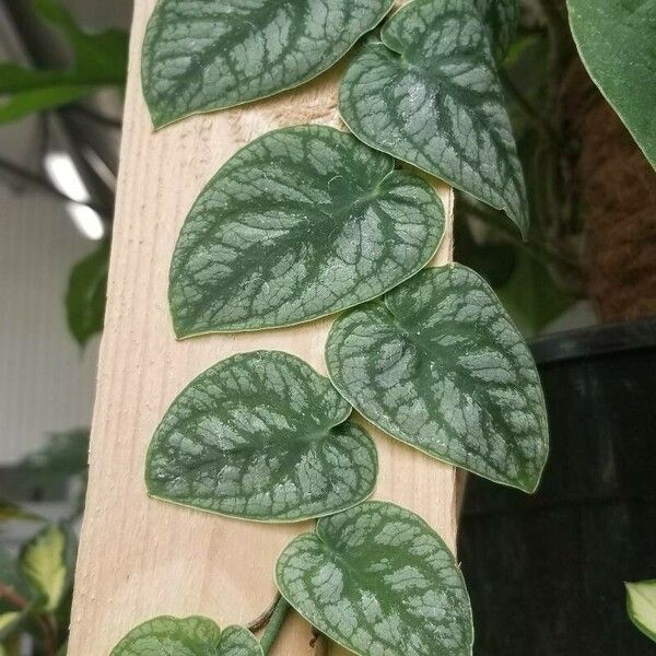 Monstera dubia 花