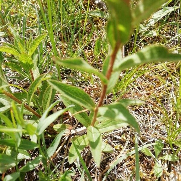 Pentanema hirtum Leaf