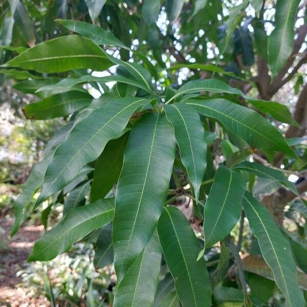 Mangifera indica Levél