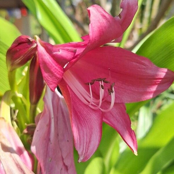 Crinum × powellii Blomma