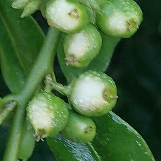 Sarcococca hookeriana Froito