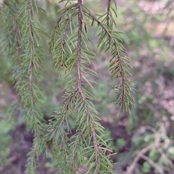 Picea rubens 葉